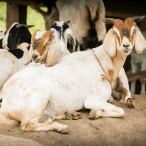 Brown-colored Male Goat
